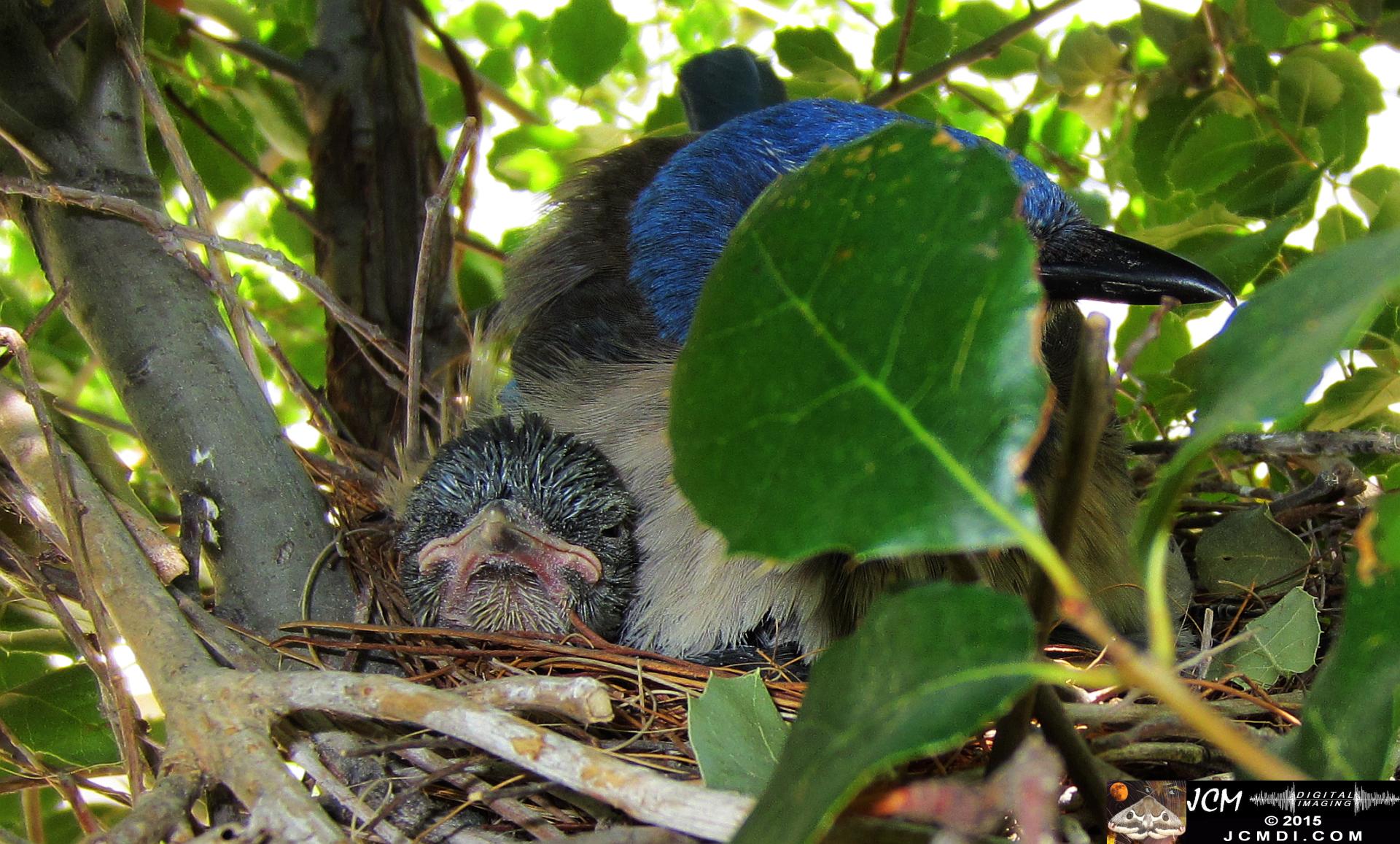 Scrub Jay Nest Documenatry with chicks